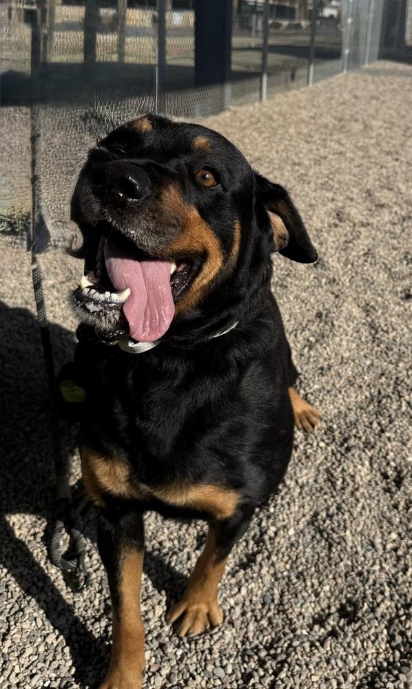 Matilda, a Adoptable Rottweiler in Gilbert, AZ image 3/3