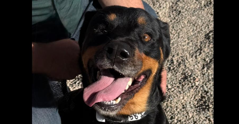 Enlarge Matilda, a Adoptable Rottweiler in Gilbert, AZ image 4/5