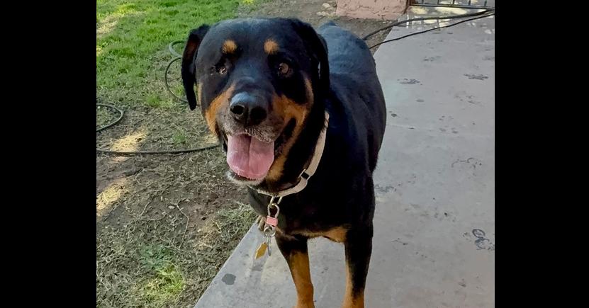 Enlarge Matilda, a Adoptable Rottweiler in Gilbert, AZ image 5/5