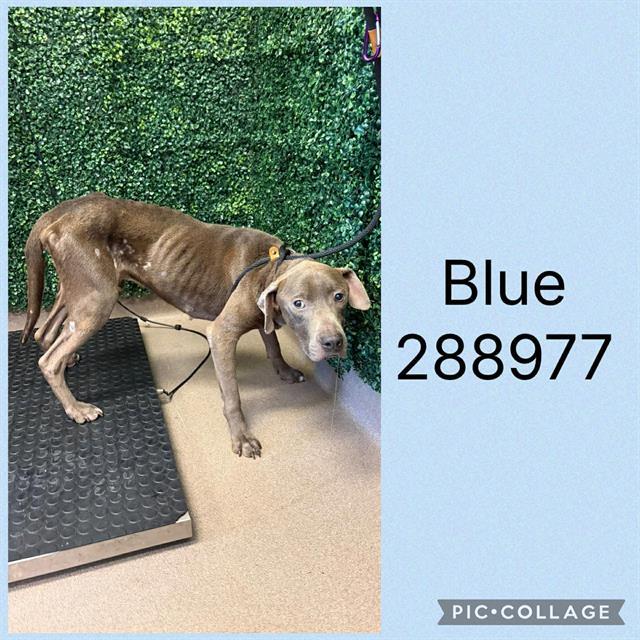 Enlarge BLUE, a Adoptable Mixed Breed in Macon, GA image 1/1