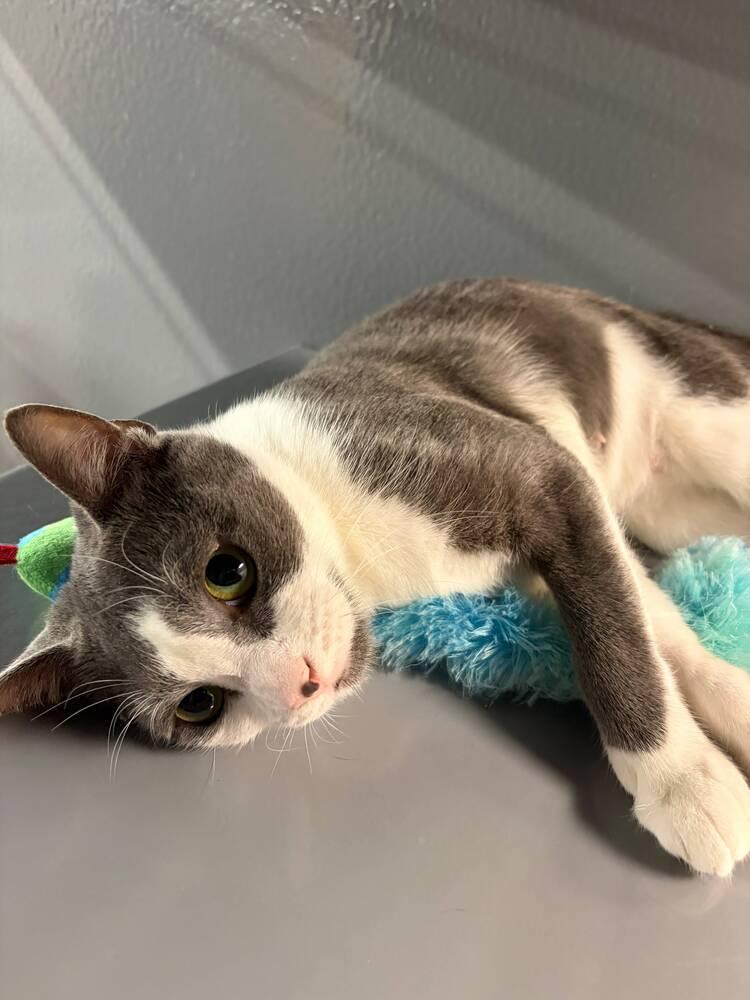 Trudy, Adoptable, Young Female Domestic Short Hair.