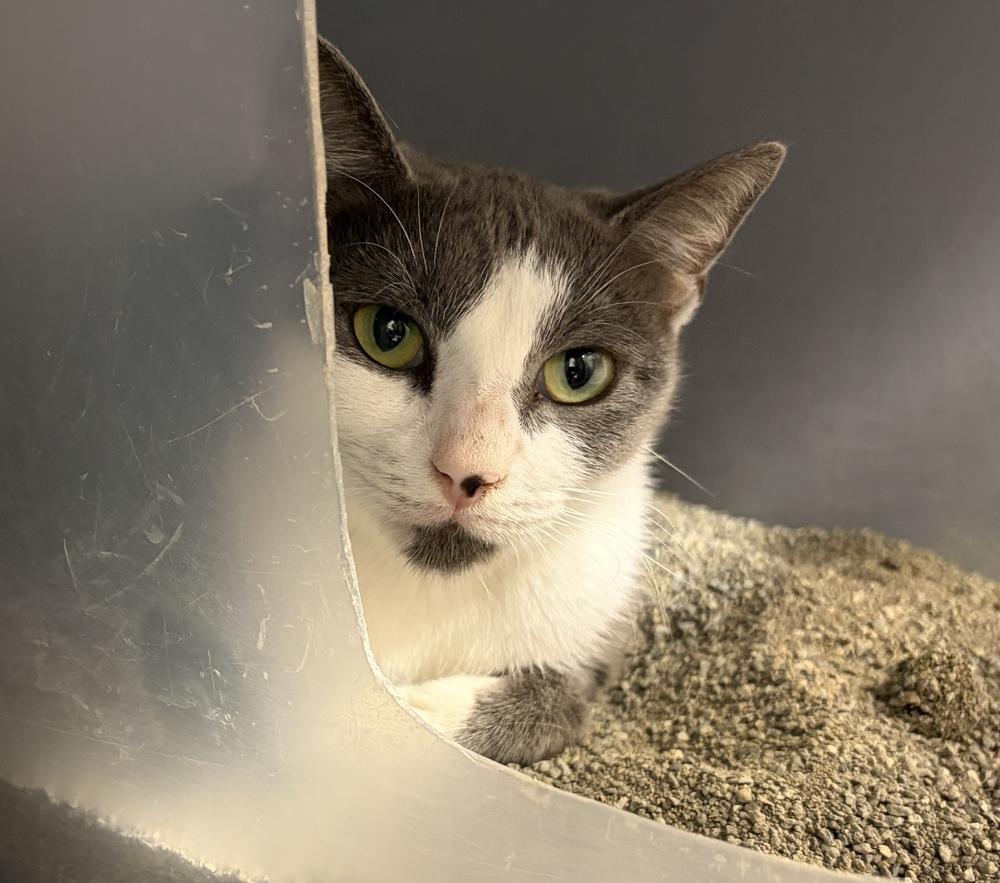 Enlarge Trudy, a Adoptable Domestic Short Hair in Orlando, FL image 1/1