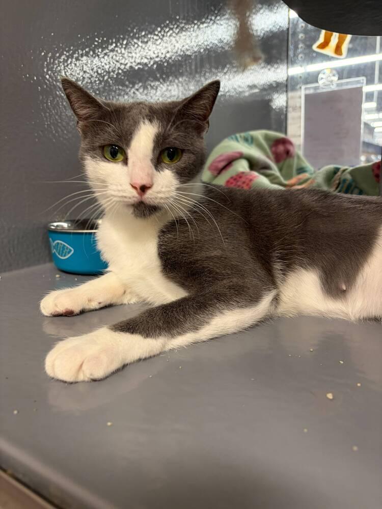 Enlarge Trudy, a Adoptable Domestic Short Hair in Orlando, FL image 3/4