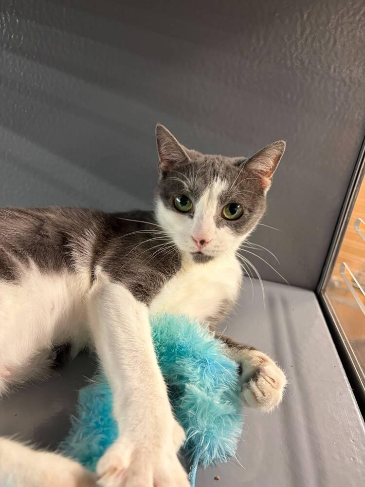 Enlarge Trudy, a Adoptable Domestic Short Hair in Orlando, FL image 4/4