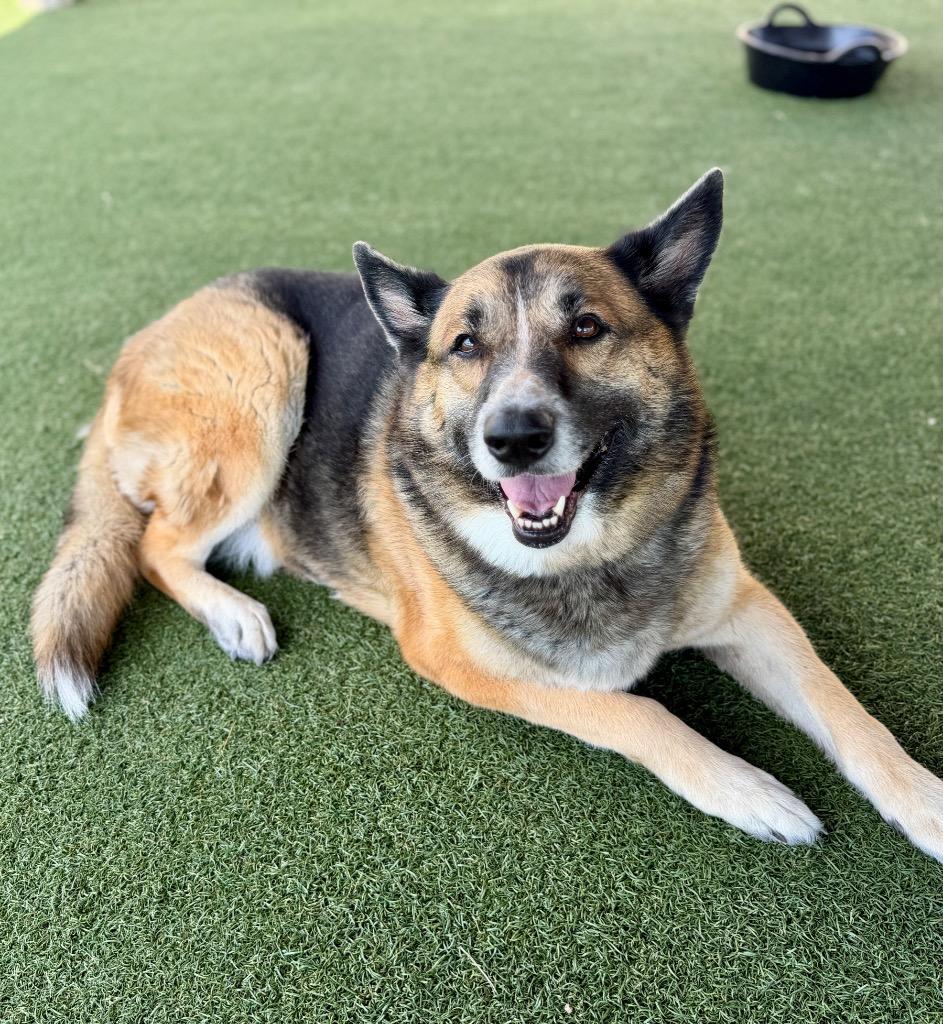 Torvi, Adoptable, Adult Female German Shepherd Dog & Husky.