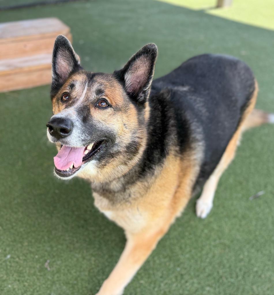 Torvi, a Adoptable mixed breed in Columbia, IL image 2/5
