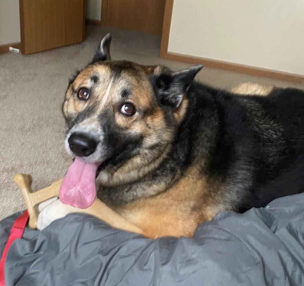 Torvi, a Adoptable mixed breed in Columbia, IL image 3/5