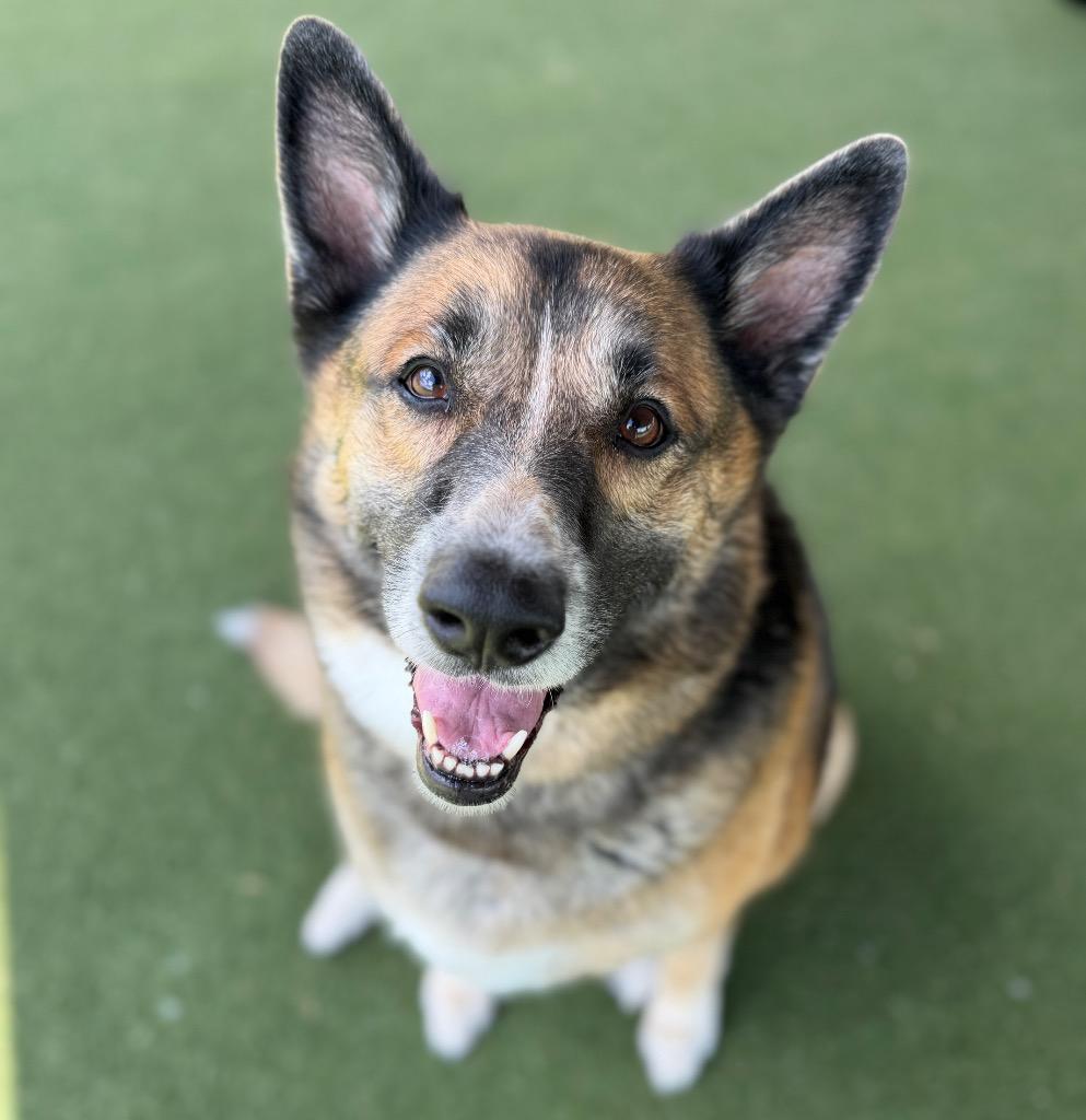 Torvi, a Adoptable mixed breed in Columbia, IL image 4/5