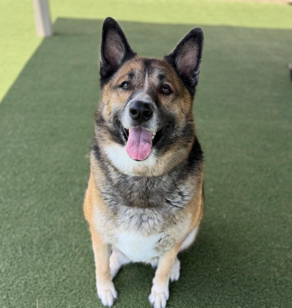 Torvi, a Adoptable mixed breed in Columbia, IL image 5/5