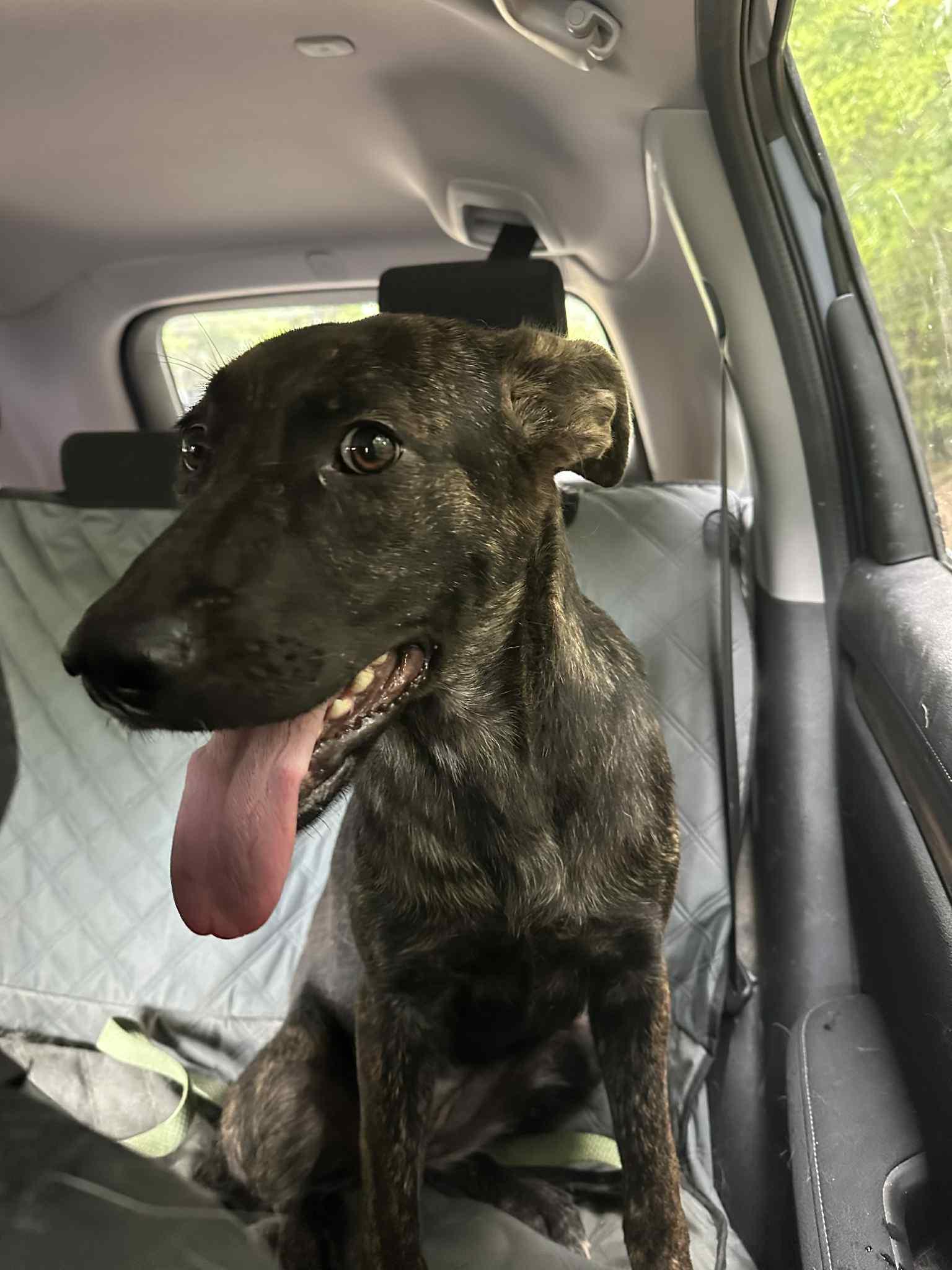 Willa, a Adoptable mixed breed in Sheboygan, WI image 1/5