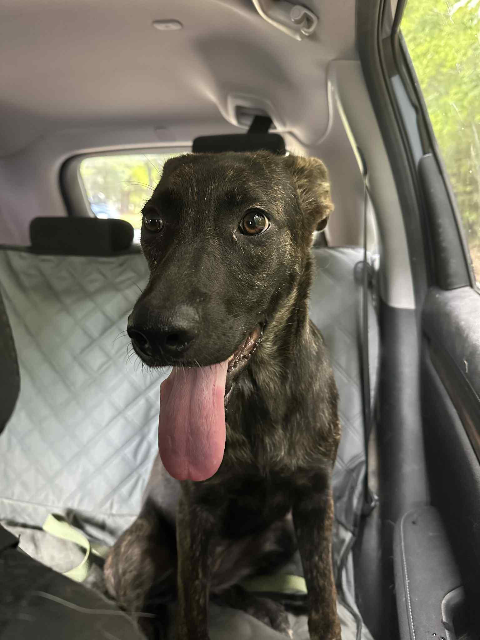 Willa, a Adoptable mixed breed in Sheboygan, WI image 3/5