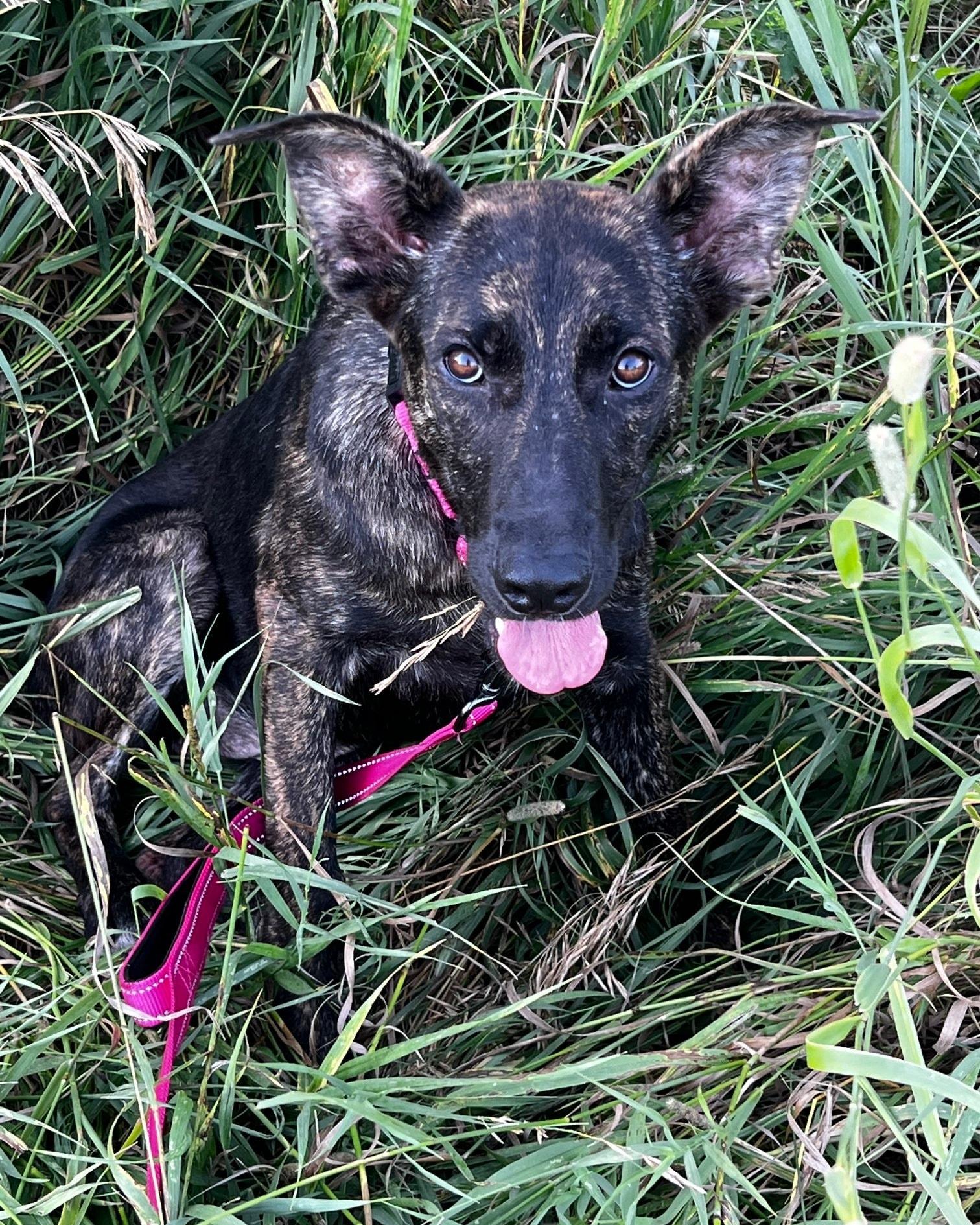Willa, a Adoptable mixed breed in Sheboygan, WI image 4/5