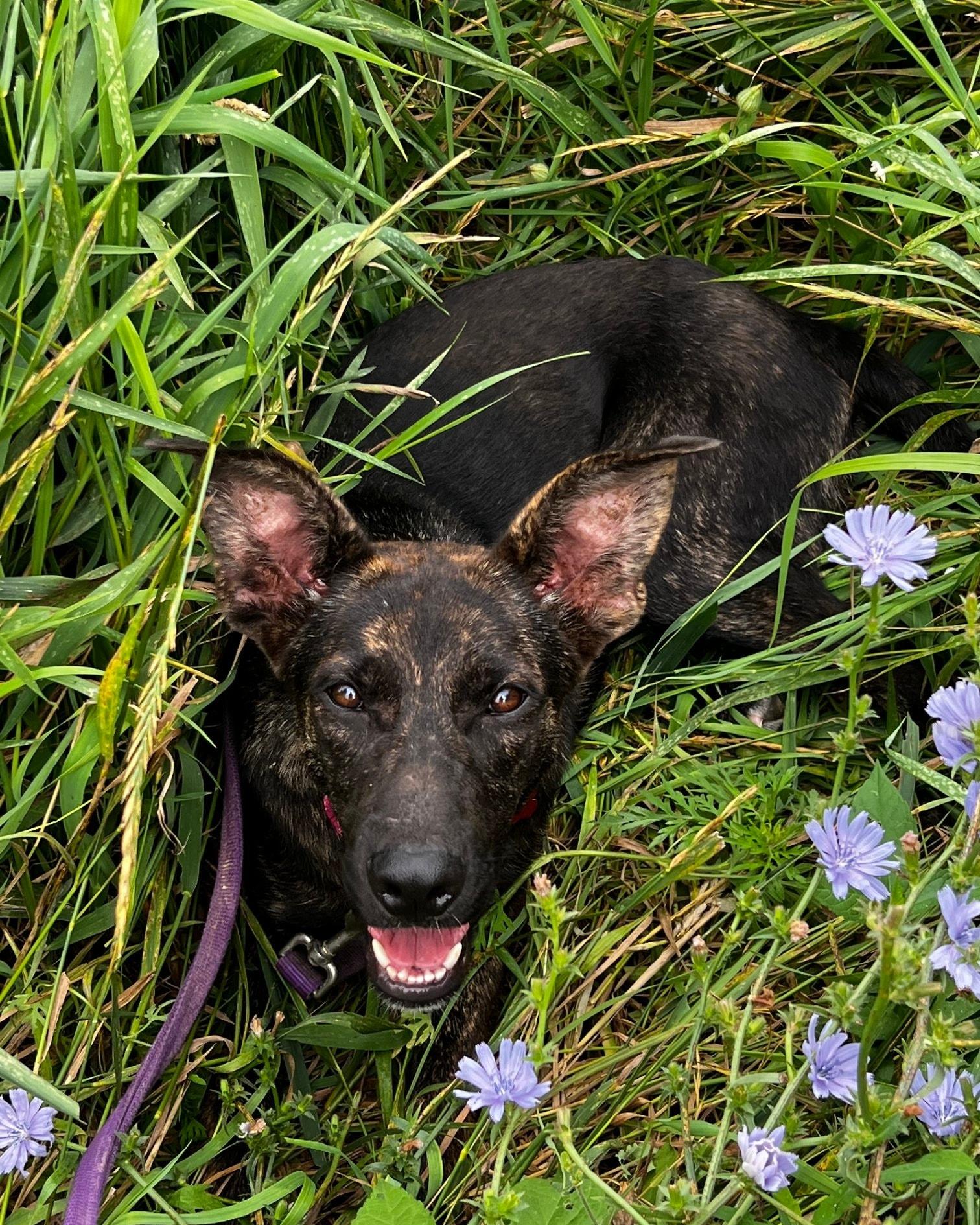 Willa, a Adoptable mixed breed in Sheboygan, WI image 5/5