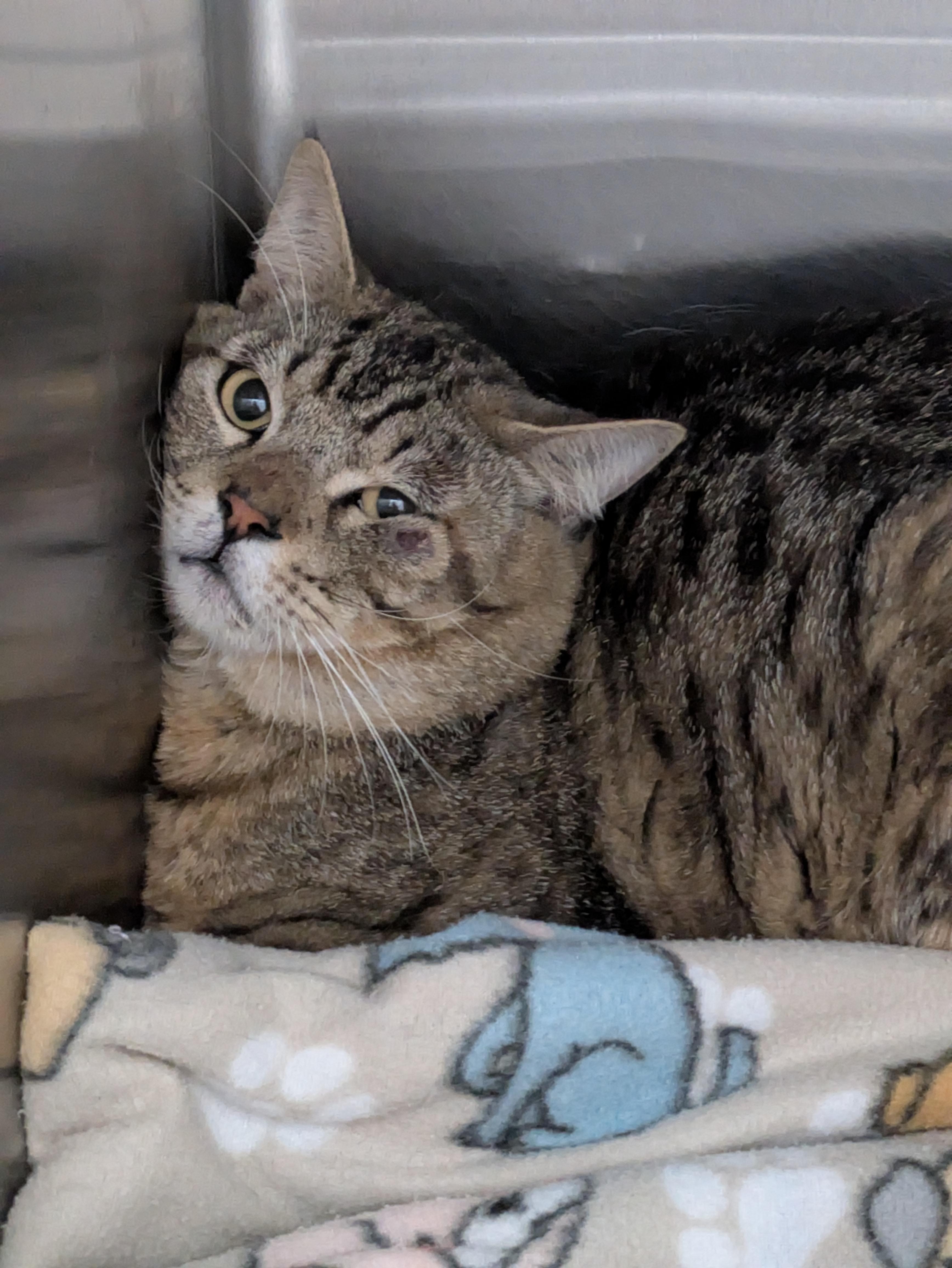 Hobbes, ADOPTABLE, Adult Male Domestic Short Hair.