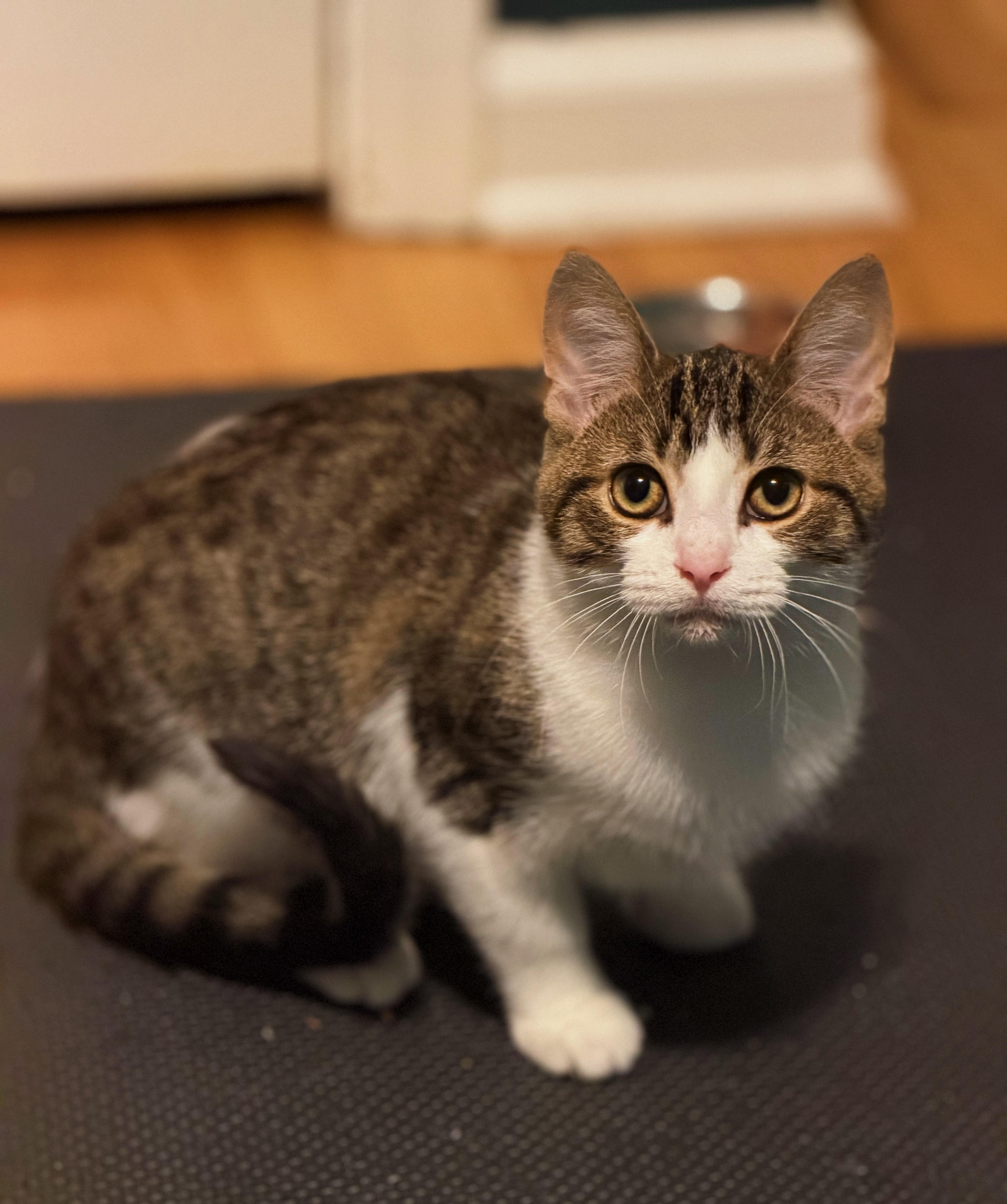 Banks, Adoptable, Kitten Male Domestic Short Hair.