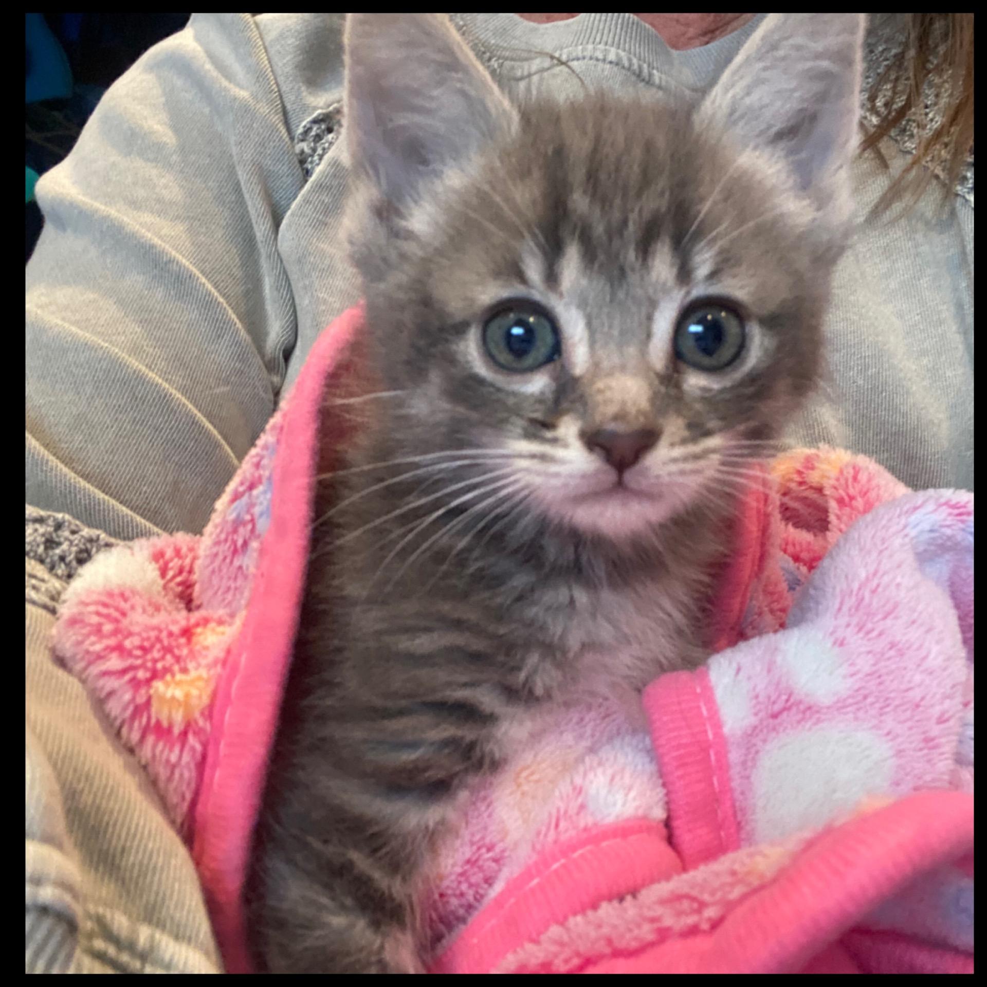 Enlarge Wasabi, a Adoptable Domestic Short Hair in Long Beach, CA image 1/6