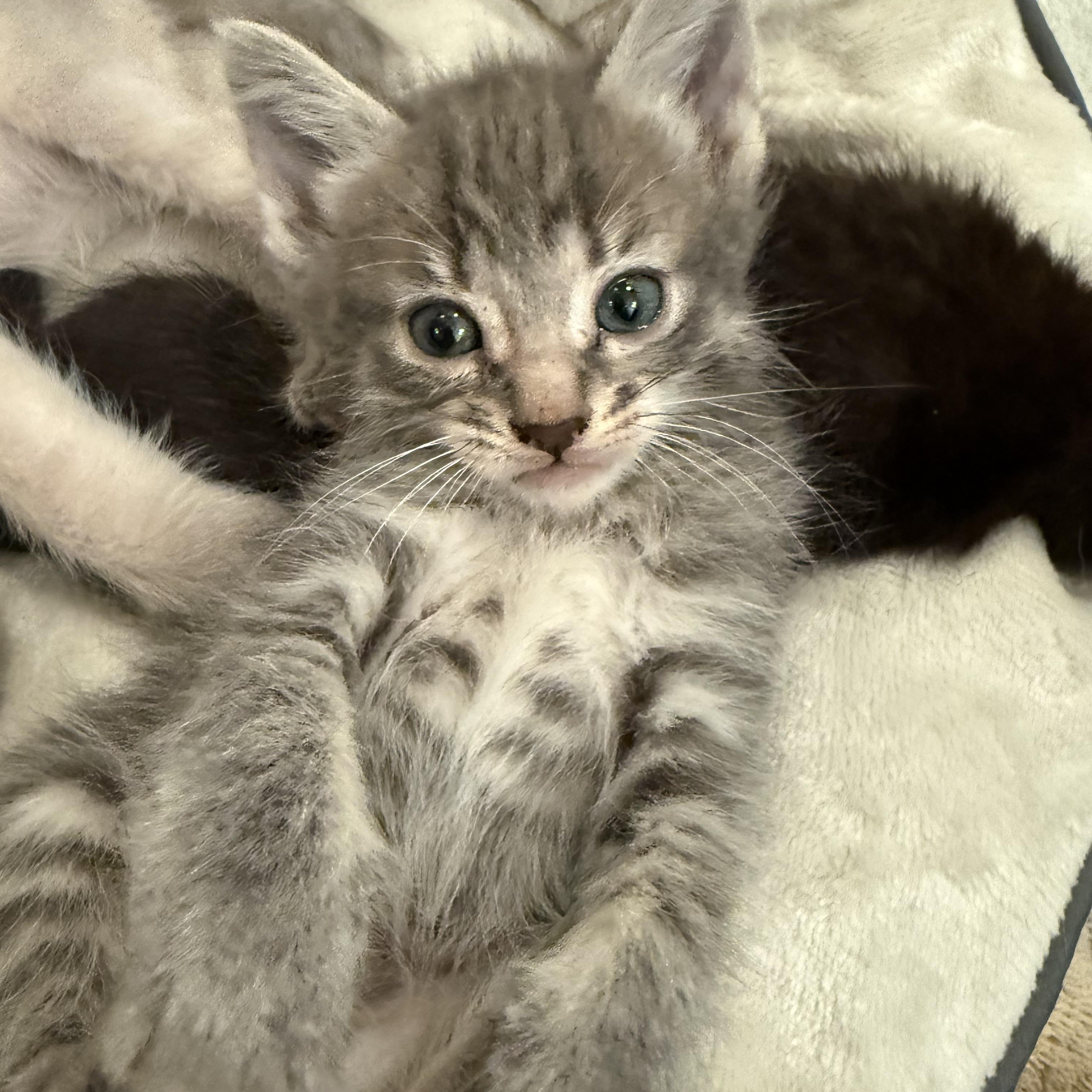 Enlarge Wasabi, a Adoptable Domestic Short Hair in Long Beach, CA image 4/6