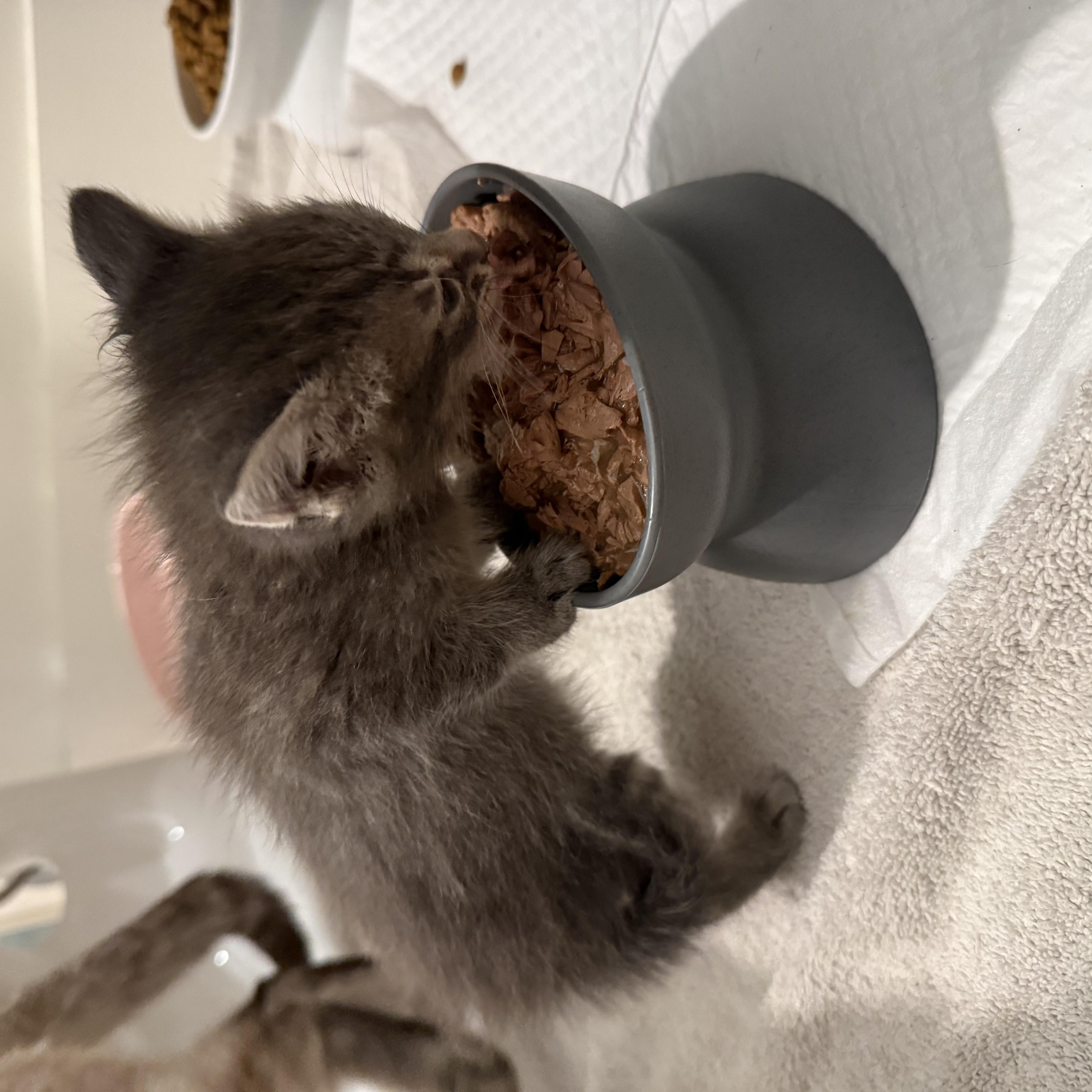 Enlarge Wasabi, a Adoptable Domestic Short Hair in Long Beach, CA image 5/6