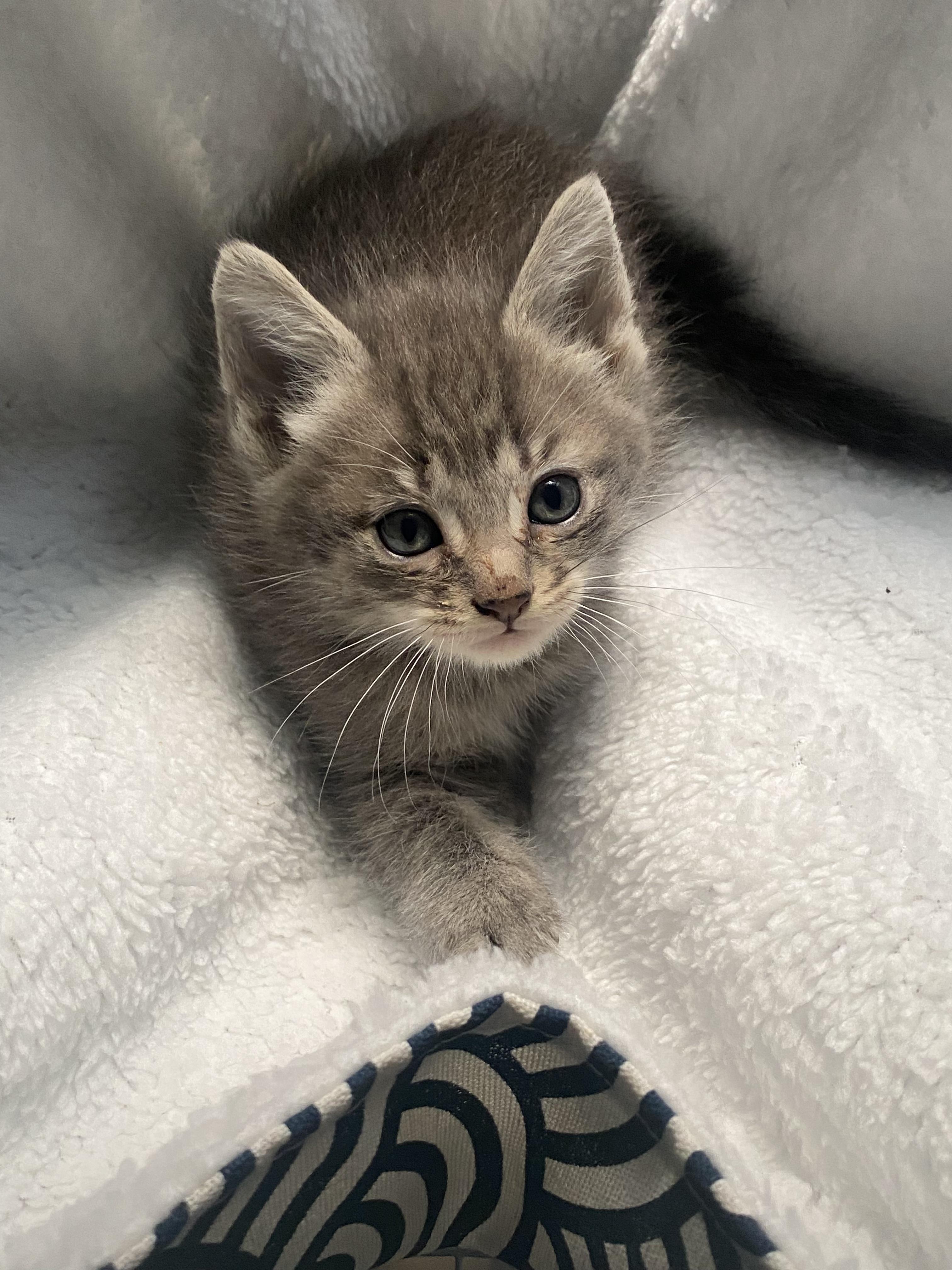 Enlarge Wasabi, a Adoptable Domestic Short Hair in Long Beach, CA image 2/6