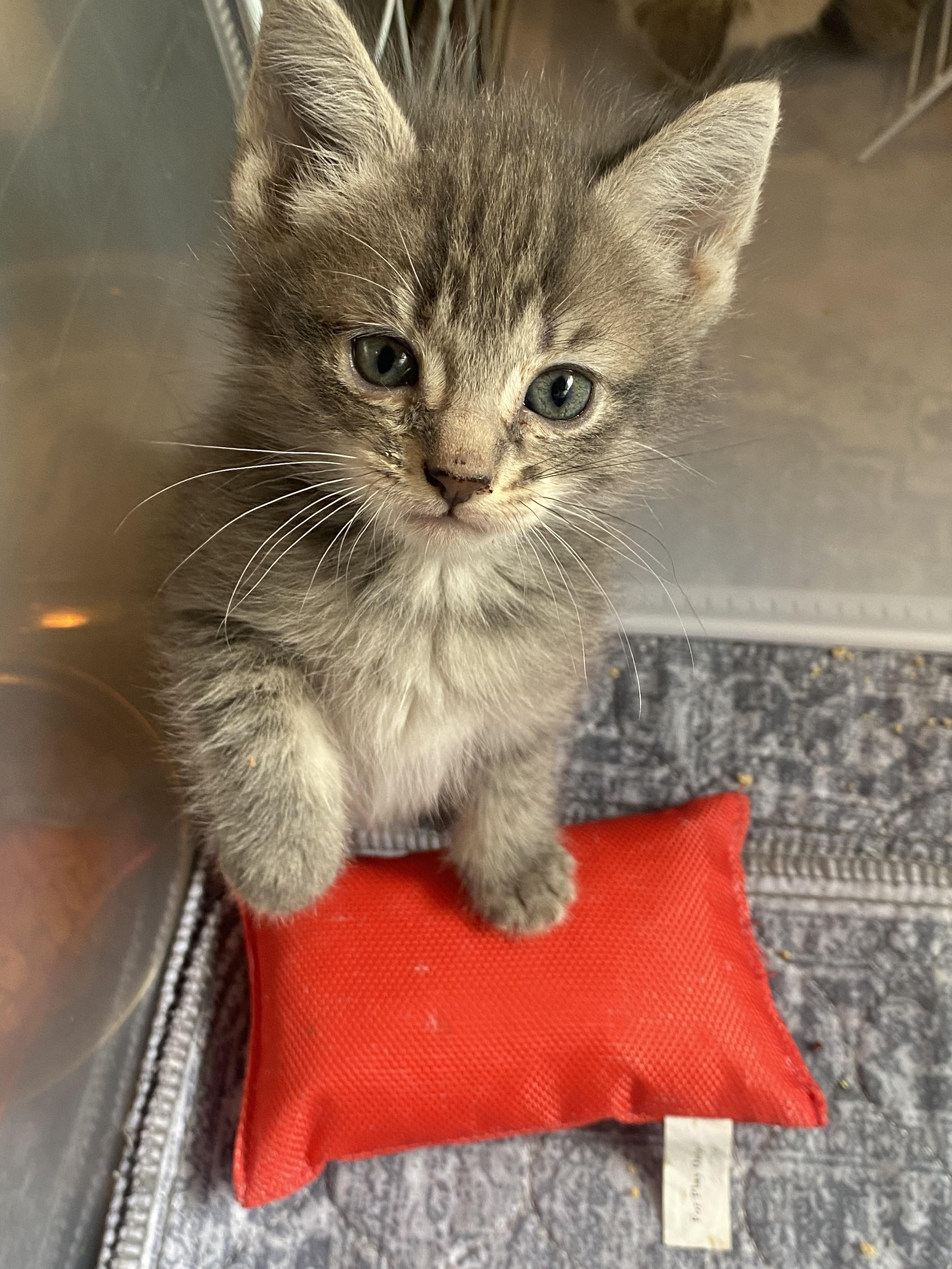 Enlarge Wasabi, a Adoptable Domestic Short Hair in Long Beach, CA image 3/6