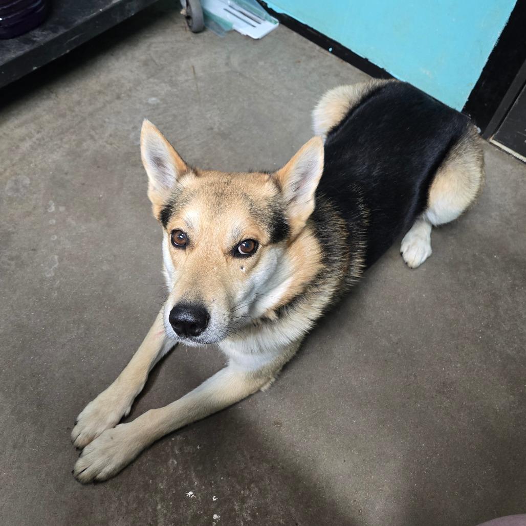 Enlarge Dingo, an adopted mixed breed in Graham, TX image 3/3