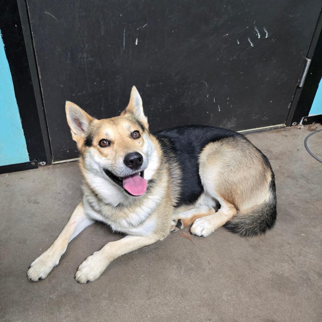 Enlarge Dingo, an adopted mixed breed in Graham, TX image 2/3