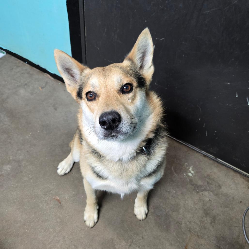 Enlarge Dingo, an adopted mixed breed in Graham, TX image 1/3