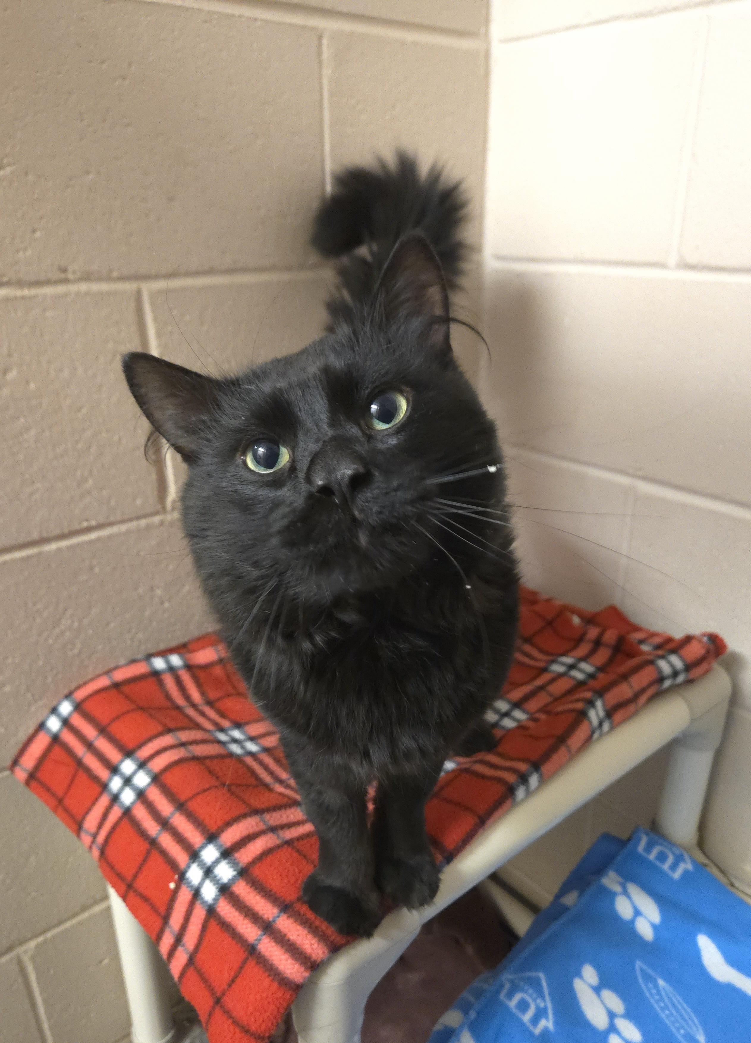 Enlarge Sevy, a ADOPTABLE Domestic Medium Hair in Bowmanville, ON image 2/4