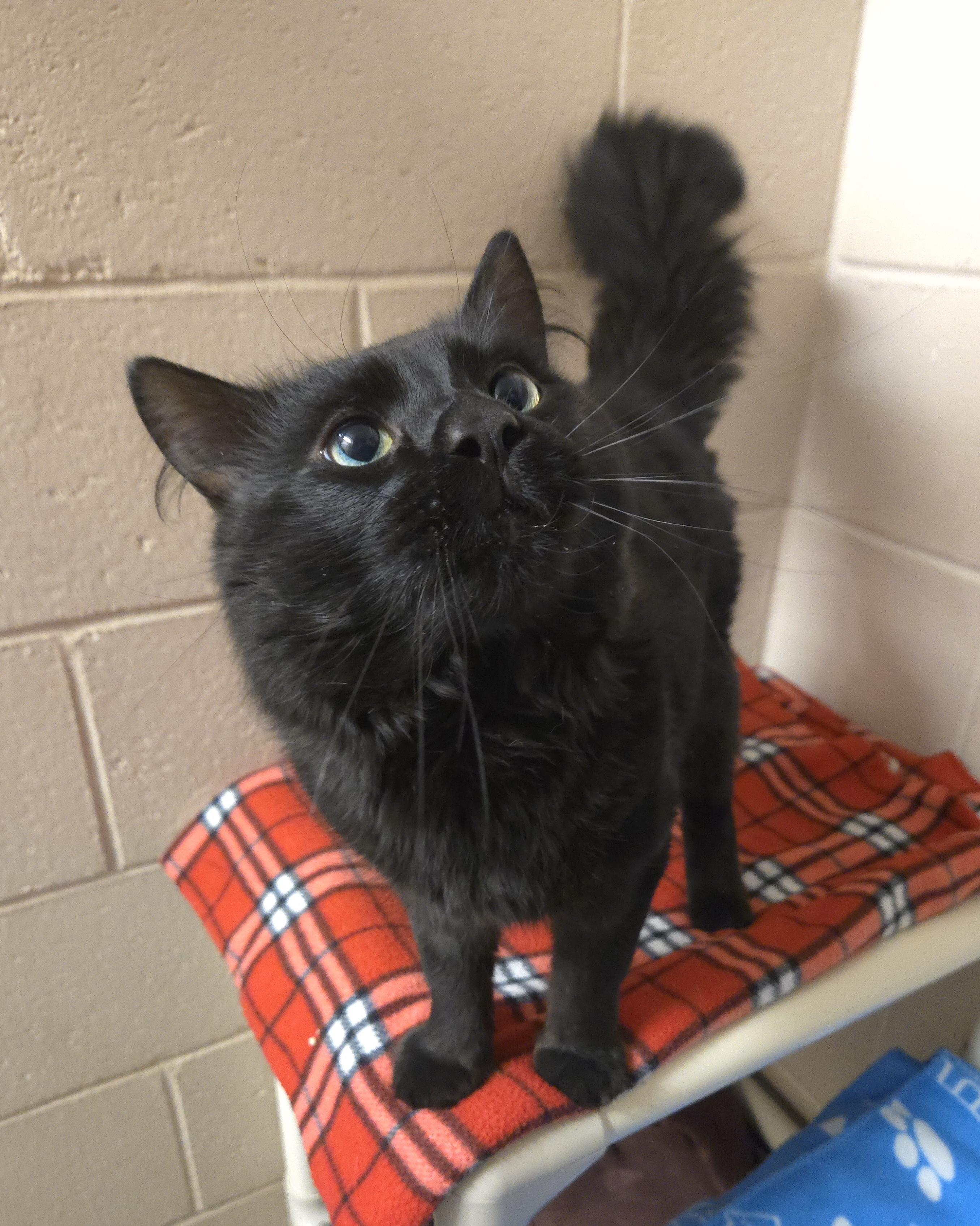 Enlarge Sevy, a ADOPTABLE Domestic Medium Hair in Bowmanville, ON image 3/4