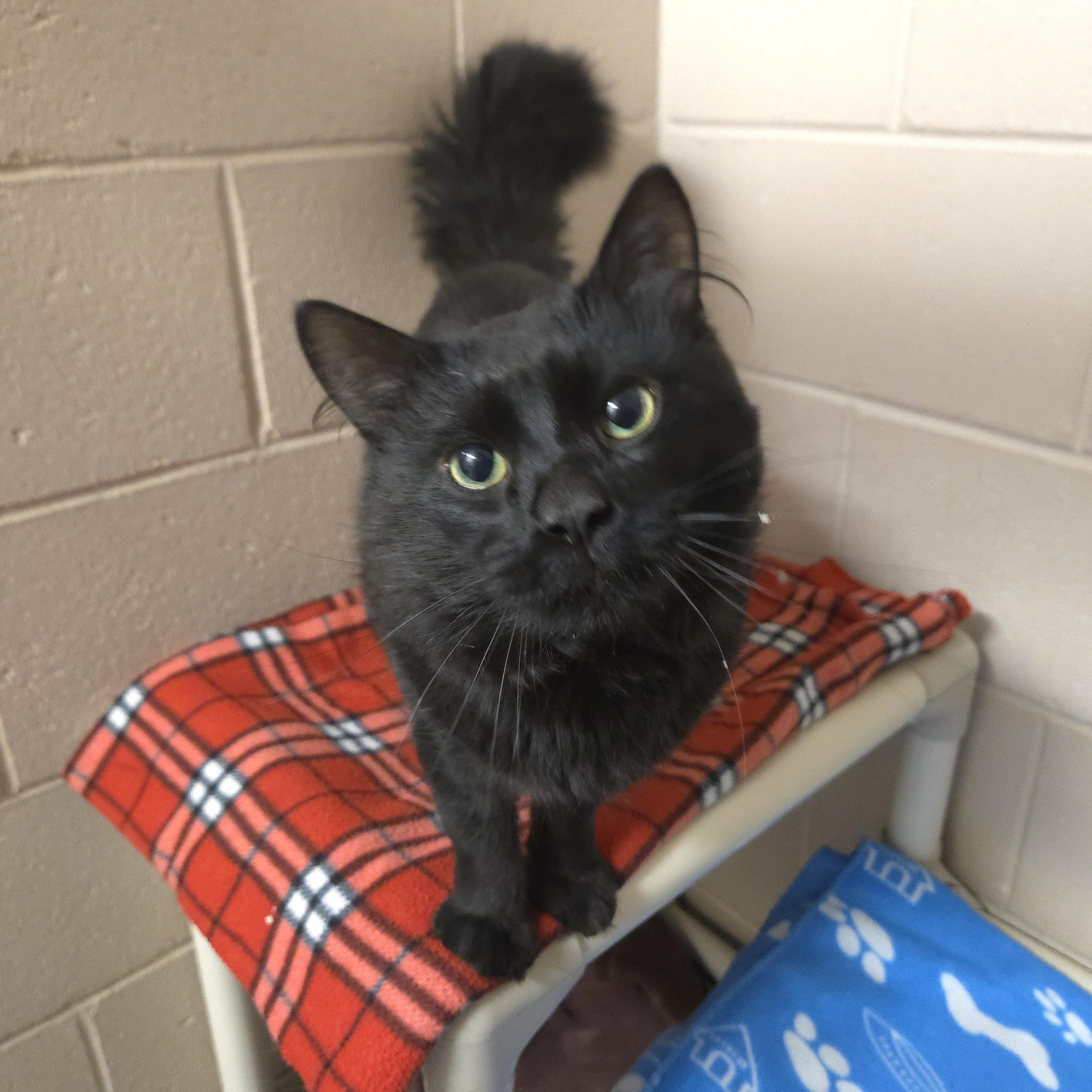 Enlarge Sevy, a ADOPTABLE Domestic Medium Hair in Bowmanville, ON image 1/4