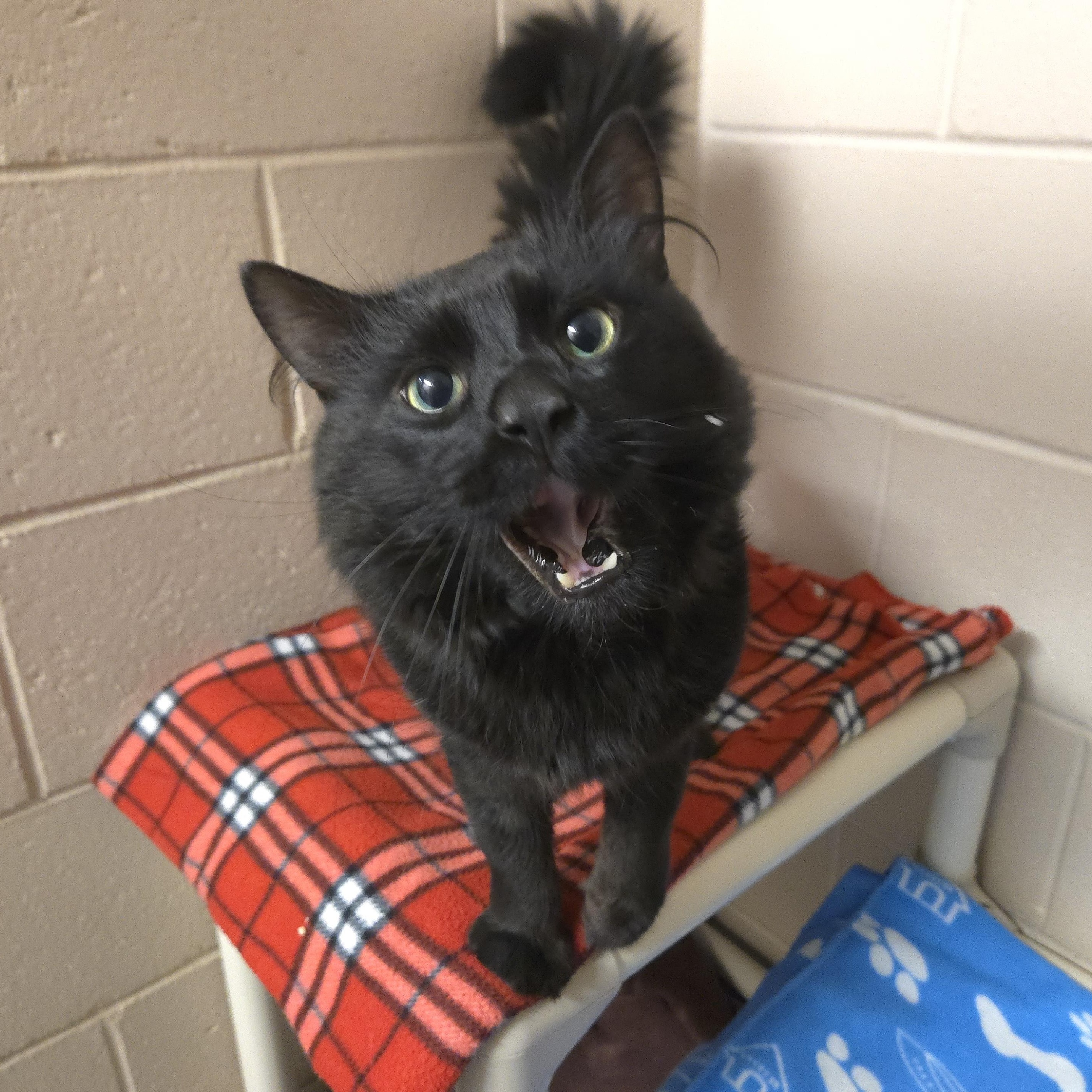 Enlarge Sevy, a ADOPTABLE Domestic Medium Hair in Bowmanville, ON image 4/4