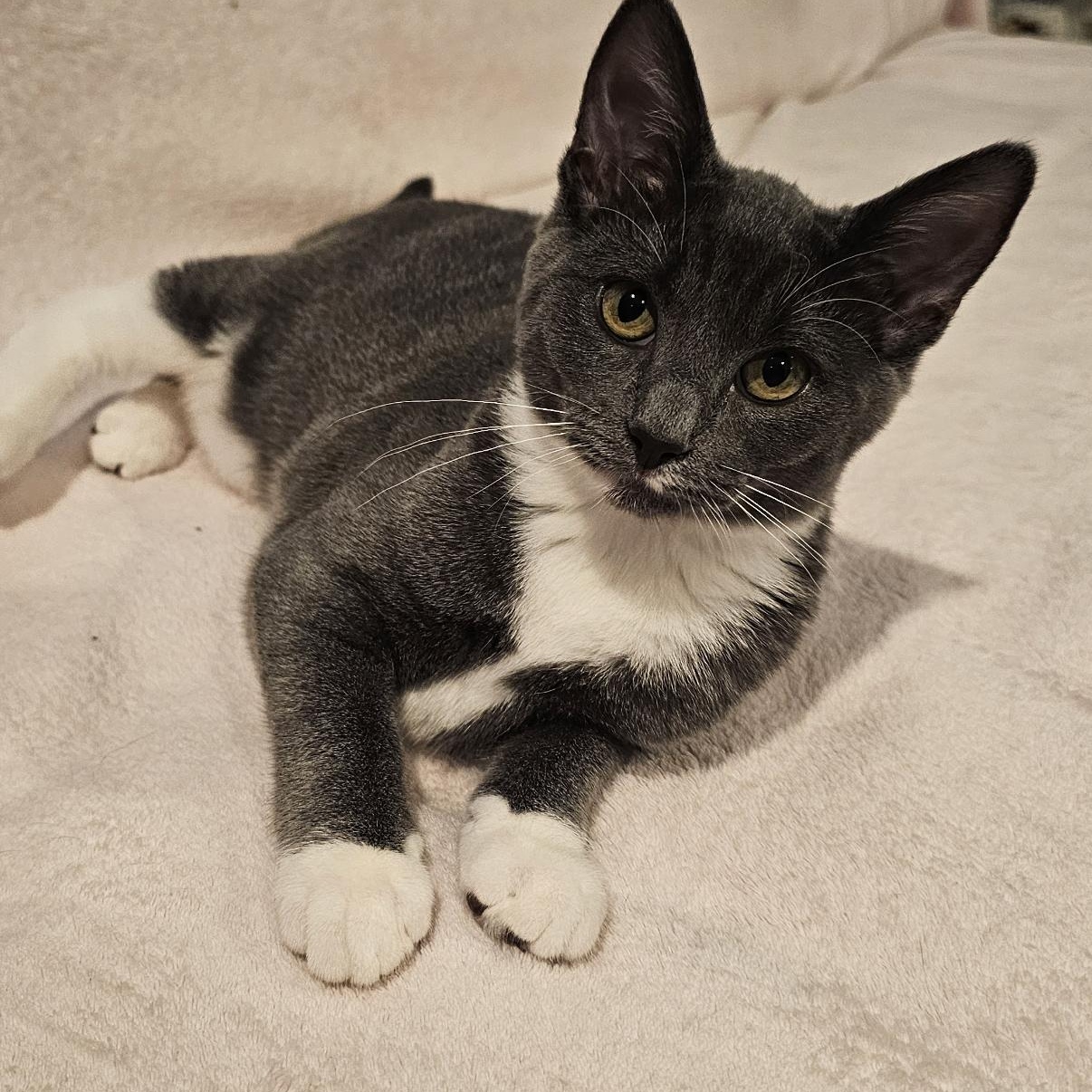 Enlarge Pearl, a Adoptable mixed breed in Omaha, NE image 1/2
