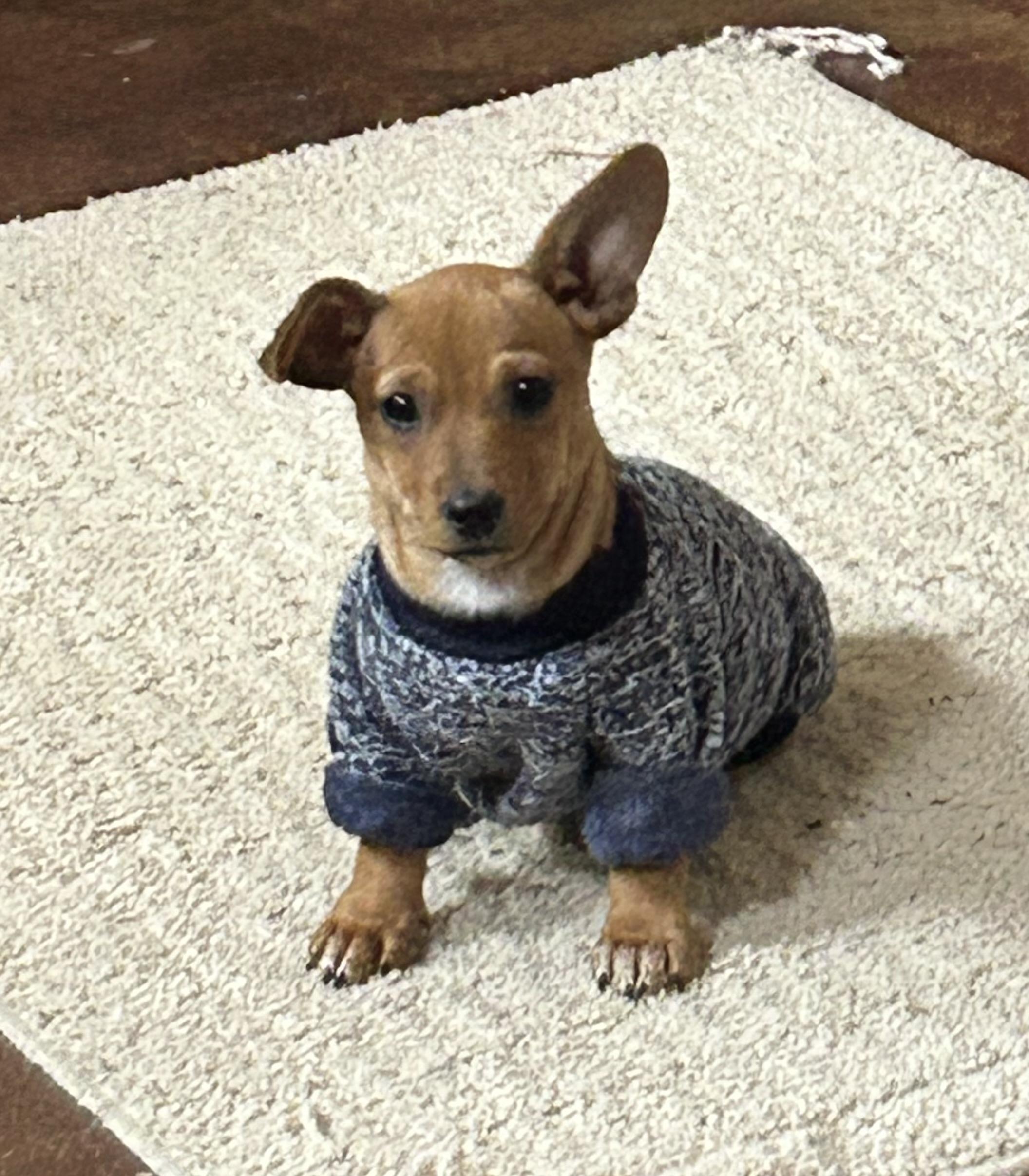 Lil Sister, ADOPTABLE, Puppy Female Dachshund & Chihuahua.