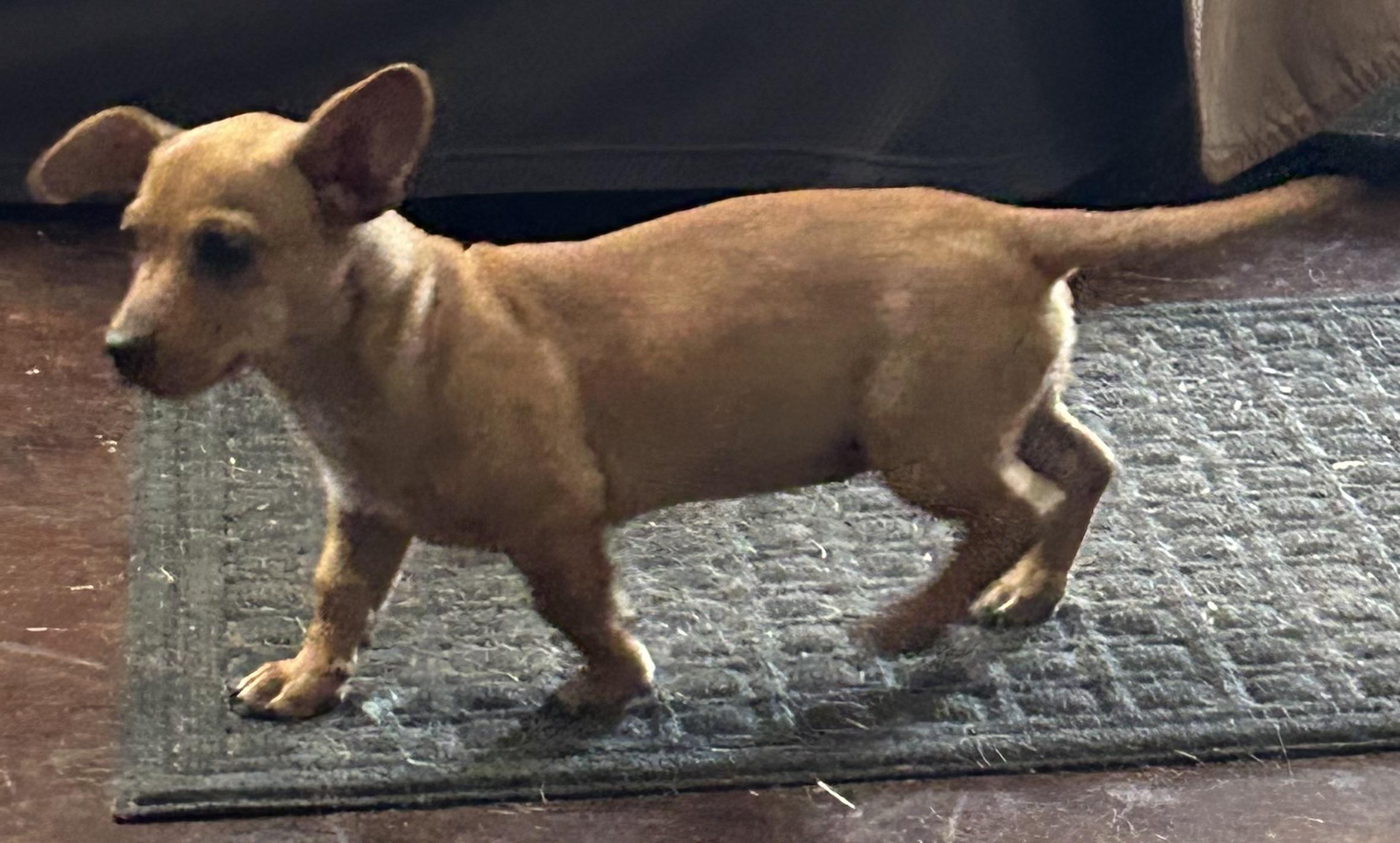 Enlarge Lil Sister, a ADOPTABLE mixed breed in Montgomery, TX image 2/2