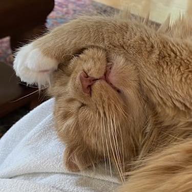 Marmaduke — thumbnail 3