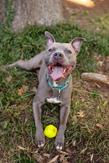 BOONE (Foster) — thumbnail 2