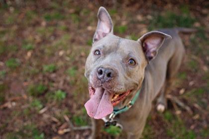 BOONE (Foster) — thumbnail 3