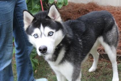 Enlarge Odin, a Adoptable mixed breed in Brunswick, GA image 1/1