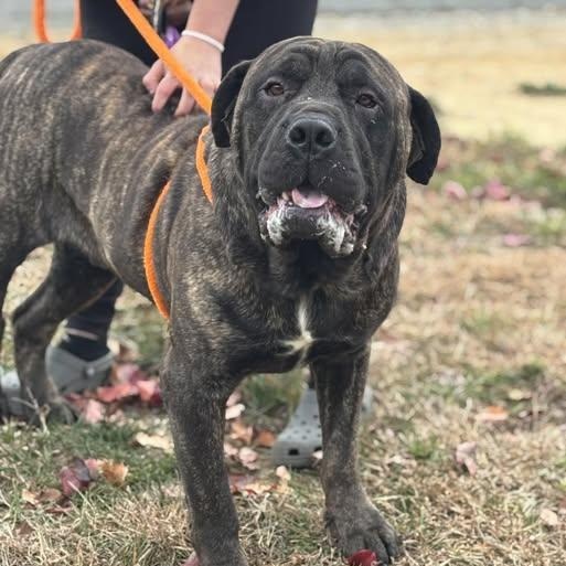 Enlarge 25-01416 BISCUIT, a Adoptable Mastiff in Fredericksburg, VA image 1/1