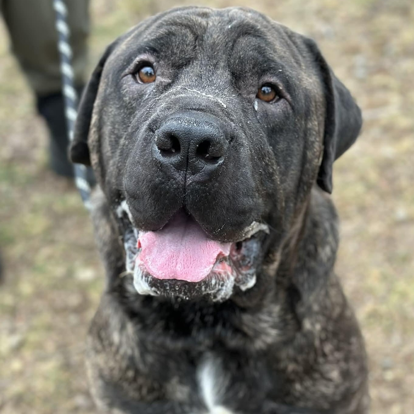 Enlarge 25-01416 BISCUIT, a Adoptable Mastiff in Fredericksburg, VA image 1/2