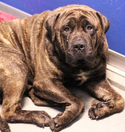 25-01416 BISCUIT, Adoptable, Adult Male Mastiff.