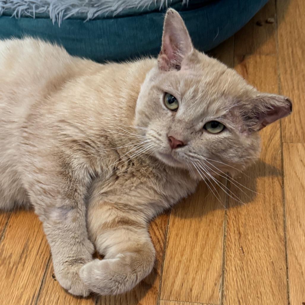 Enlarge Mr. Jenkins, a Adoptable Domestic Short Hair in Richmond, VA image 1/5