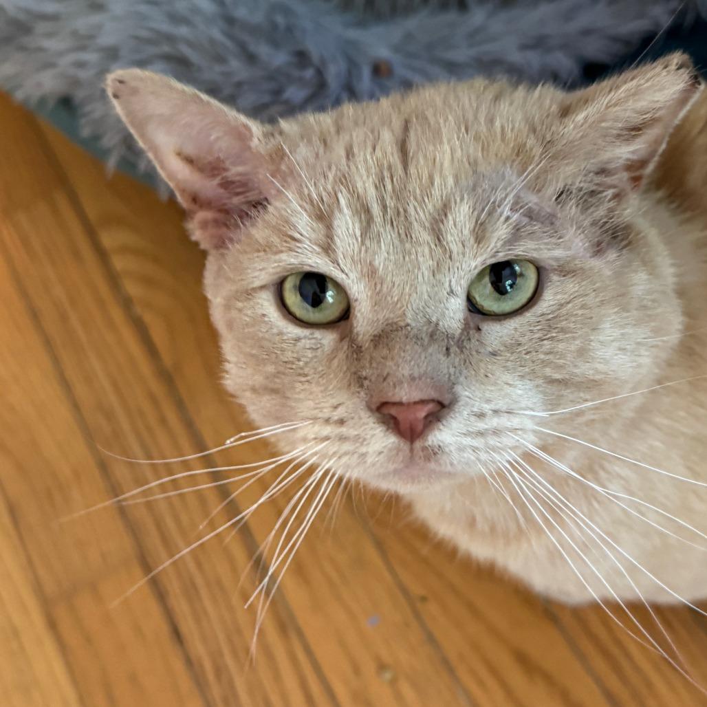 Enlarge Mr. Jenkins, a Adoptable Domestic Short Hair in Richmond, VA image 2/5