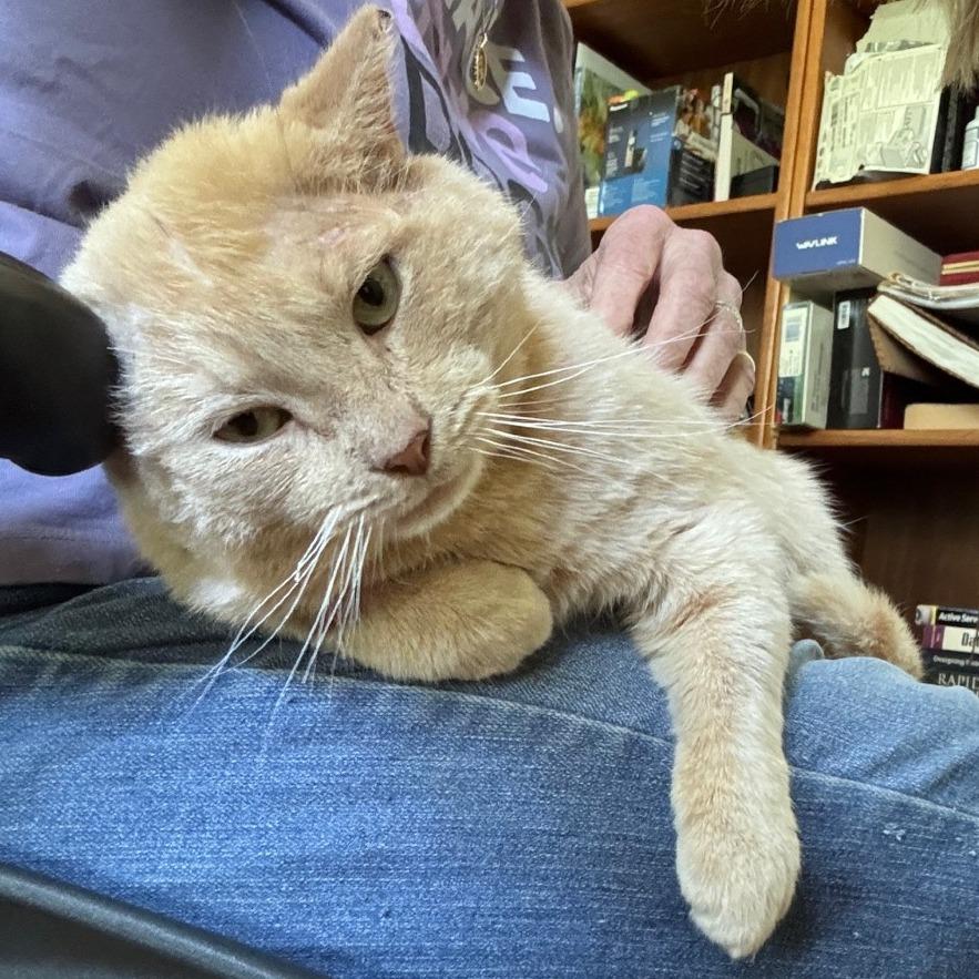 Enlarge Mr. Jenkins, a Adoptable Domestic Short Hair in Richmond, VA image 3/5