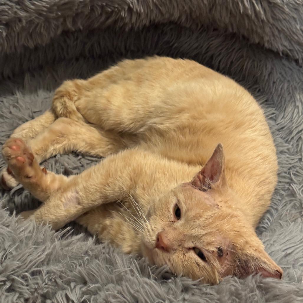 Enlarge Mr. Jenkins, a Adoptable Domestic Short Hair in Richmond, VA image 4/5
