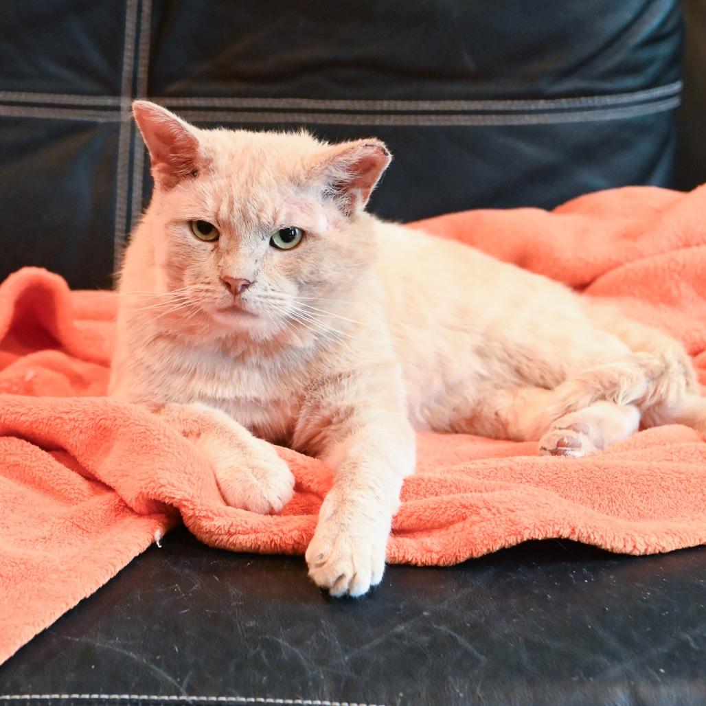 Enlarge Mr. Jenkins, a Adoptable Domestic Short Hair in Richmond, VA image 5/5
