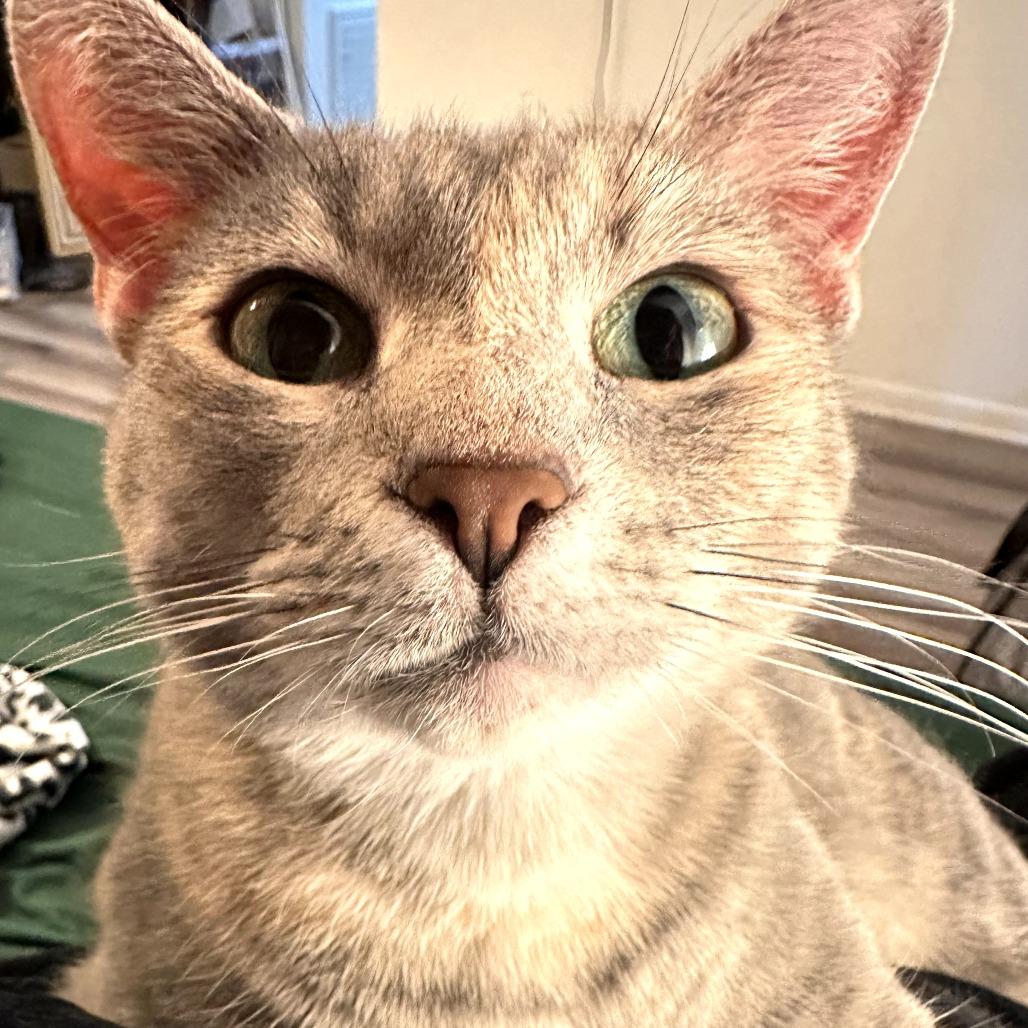 Sandy, Adoptable, Adult Female Domestic Short Hair.