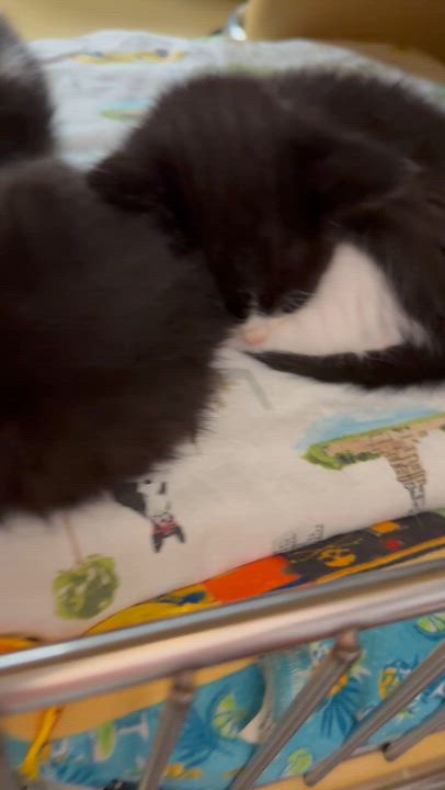Enlarge Kittens, a ADOPTABLE Domestic Short Hair in Marvin, NC video 1/1