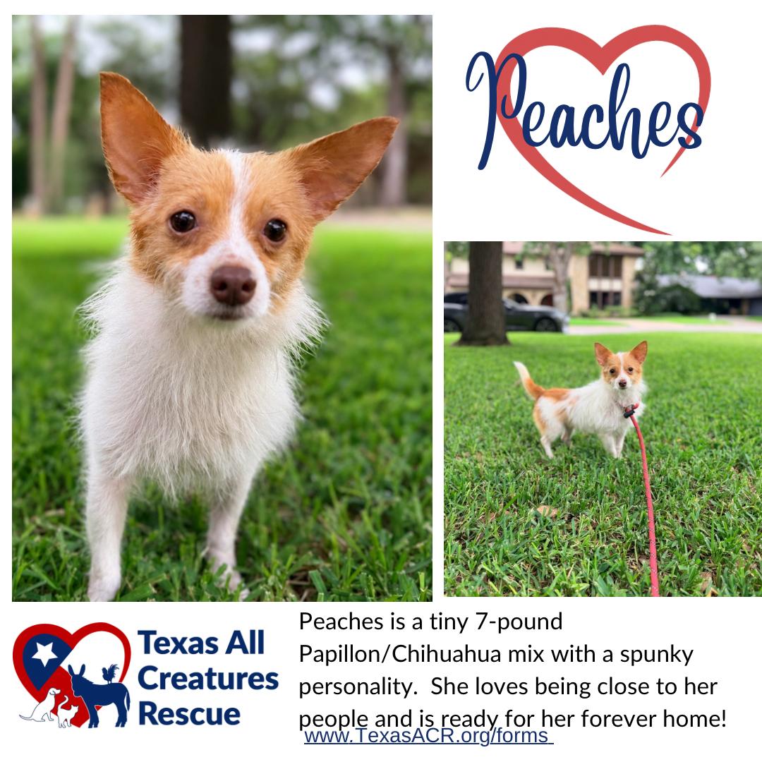 Enlarge Peaches, a Adoptable mixed breed in Alvarado, TX image 1/1