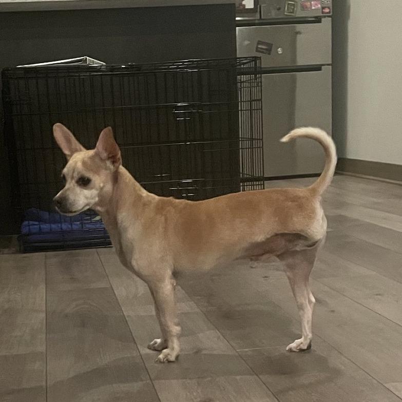 Fred (Tripod), Adoptable, Adult Male Chihuahua & Mixed Breed.